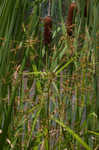 Shortbristle horned beaksedge